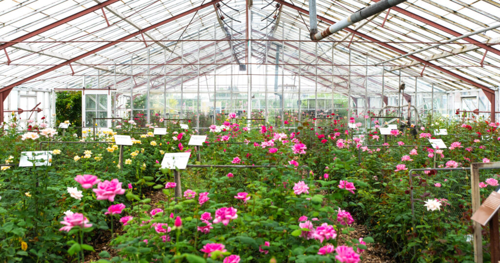 Historische Tuin Aalsmeer, levend tuinbouwmuseum in het centrum